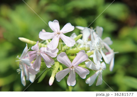 ソープワートの花 ソープワートの花 36281577