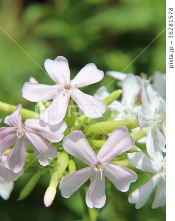 ソープワートの花 ソープワートの花 36281578