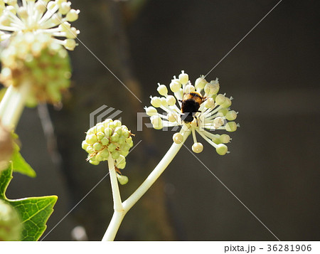 ヤツデの花 ヤツデの花 36281906