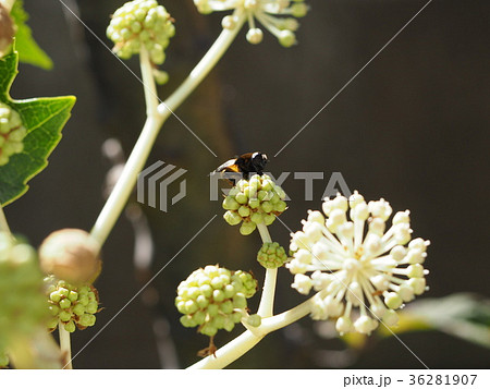 ヤツデの花 ヤツデの花 36281907