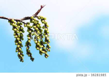 ハチジョウキブシ ハチジョウキブシ 36281985