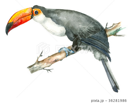 Watercolor bird toucan 36281986