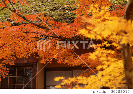 香嵐渓の紅葉 香嵐渓の紅葉 36282016