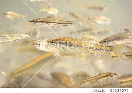 魚 さかな 水槽 生態系 在来種 外来種 の写真素材 3675