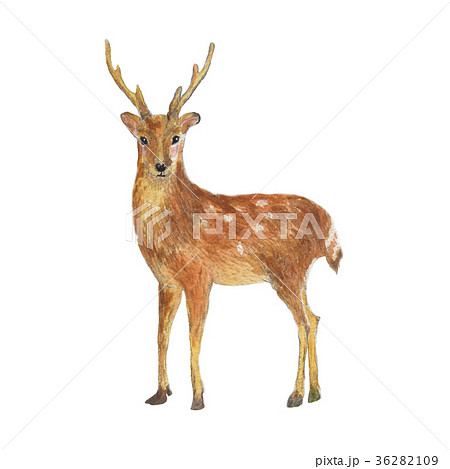 すべての動物の画像 新鮮な鹿 イラスト リアル