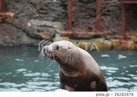 トド トド 36282678