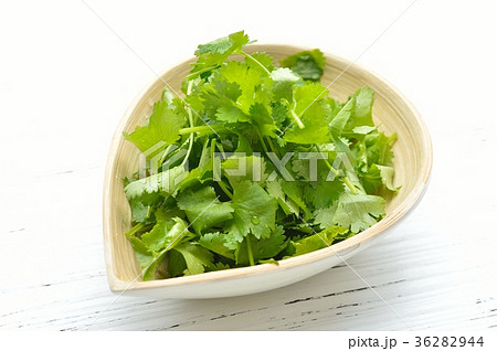 パクチー、香菜、タイ料理、エスニック料理、ハーブ。 パクチー、香菜、タイ料理、エスニック料理、ハーブ。 36282944