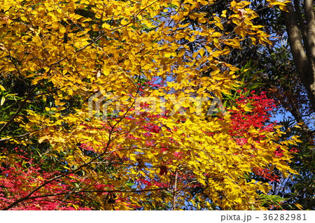 高尾山の紅葉 高尾山の紅葉 36282981
