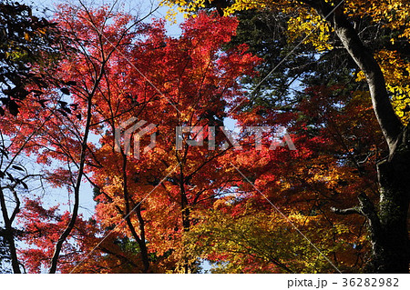高尾山の紅葉 高尾山の紅葉 36282982