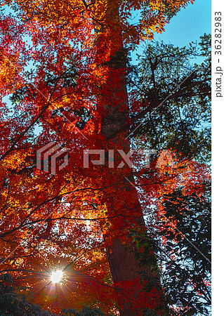 高尾山の紅葉 高尾山の紅葉 36282983