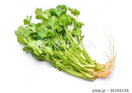 パクチー、香菜、タイ料理、エスニック料理、ハーブ。 36283236