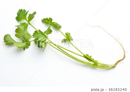 パクチー、香菜、タイ料理、エスニック料理、ハーブ。 パクチー、香菜、タイ料理、エスニック料理、ハーブ。 36283240