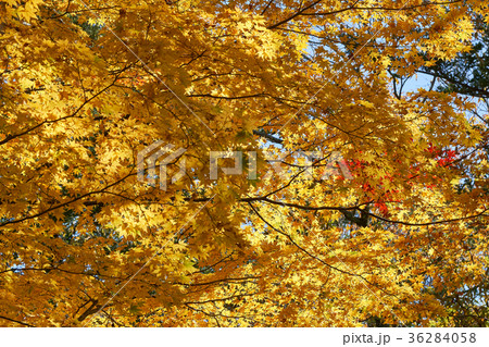 Maple leaves change color. From green to yellow 36284058