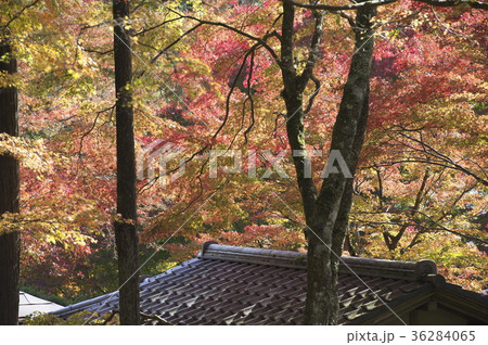 紅葉する仙石原長安寺の境内 36284065