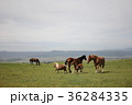 熊本阿蘇山の雄大な景色と馬 36284335