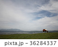 熊本阿蘇山の雄大な景色と馬 36284337