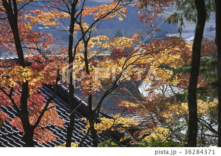 紅葉する仙石原長安寺の境内 紅葉する仙石原長安寺の境内 36284371