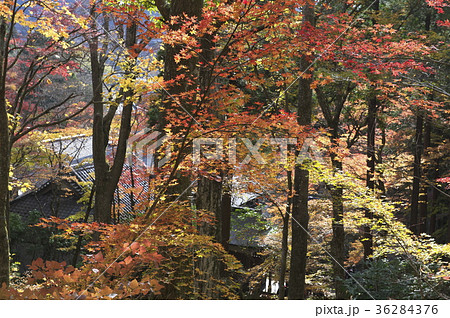 紅葉する仙石原長安寺の境内 紅葉する仙石原長安寺の境内 36284376