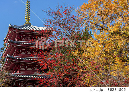本土寺の五重の塔と黄葉の木々 本土寺の五重の塔と黄葉の木々 36284806