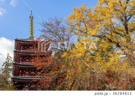 本土寺の五重の塔と黄葉の木々 36284813