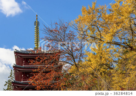 本土寺の五重の塔と黄葉の木々 36284814