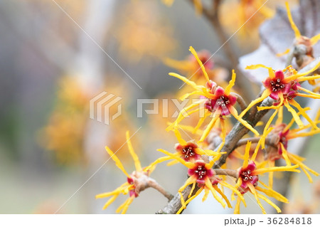 シナマンサクの花 シナマンサクの花 36284818