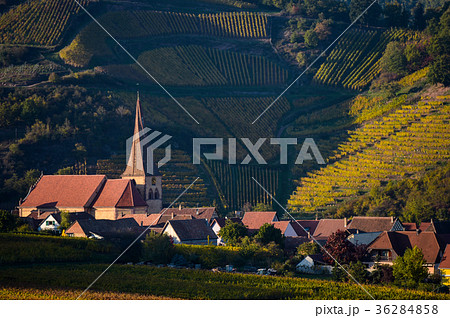 Niedermorschwih, Alsatian vineyards, Alsace 36284858