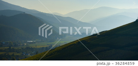 Alsace Vineyards, in autumn, France Alsace Vineyards, in autumn, France 36284859