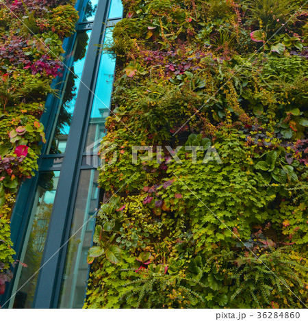 Green wall building in the city 36284860