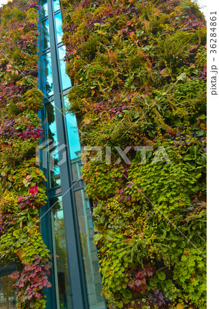 Green wall building in the city 36284861