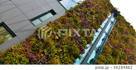 Green wall building in the city 36284862