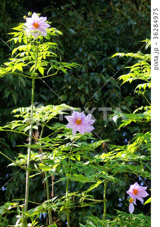 皇帝ダリア 36284975