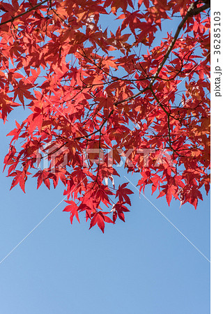 真っ赤なイロハモミジの紅葉と青空のコピースペース 真っ赤なイロハモミジの紅葉と青空のコピースペース 36285103