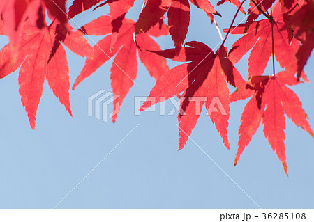 真っ赤なイロハモミジの紅葉と青空のコピースペース 真っ赤なイロハモミジの紅葉と青空のコピースペース 36285108