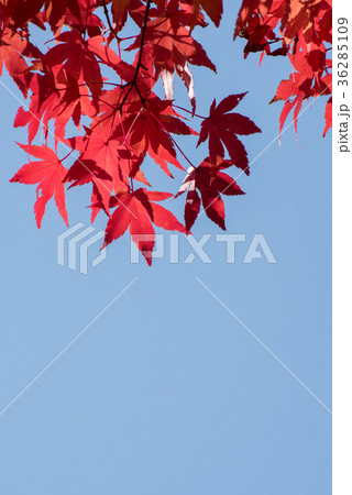 真っ赤なイロハモミジの紅葉と青空のコピースペース 真っ赤なイロハモミジの紅葉と青空のコピースペース 36285109