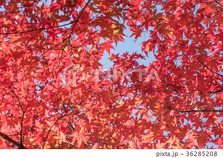 真っ赤に染まったイロハモミジ 真っ赤に染まったイロハモミジ 36285208
