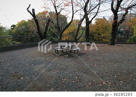 神奈川県相模原　横山公園　風景 36285265