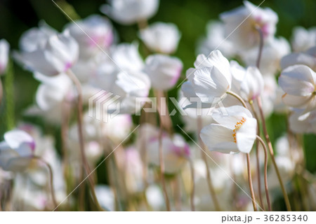 White Ranunculus flower or Buttercup White Ranunculus flower or Buttercup 36285340