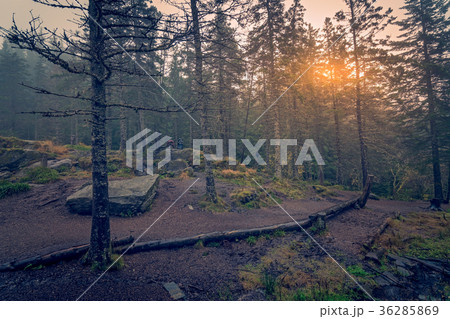 Mysterious foggy forest Mysterious foggy forest 36285869
