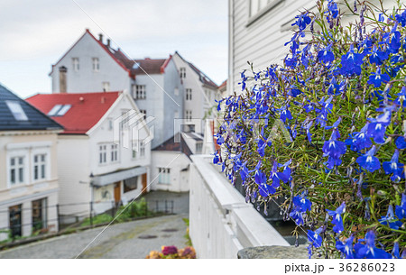 Blue flowers on the balcony Blue flowers on the balcony 36286023