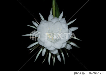 Pitaya or dragon fruit flower blooming at night. Pitaya or dragon fruit flower blooming at night. 36286479