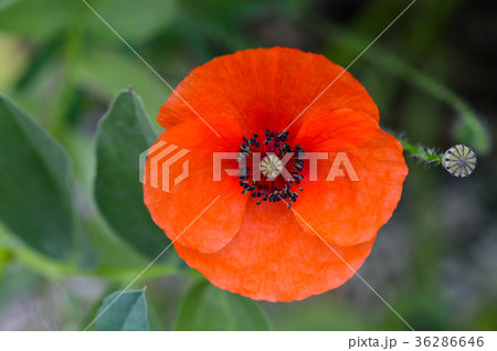Poppy Flowers Blue Sky 36286646