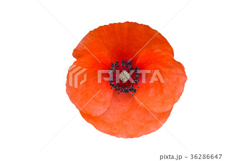 Poppy Flowers Blue Sky Poppy Flowers Blue Sky 36286647