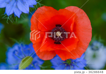 Poppy Flowers Blue Sky 36286648