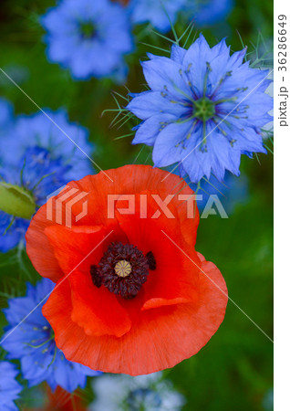 Poppy Flowers Blue Sky 36286649