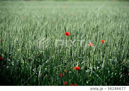 Poppy Flowers Blue Sky 36286677