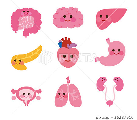 健康な臓器 内臓 医療 キャラクターのイラスト素材