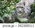 【動物】ユキヒョウ　アップ（６） 36288011