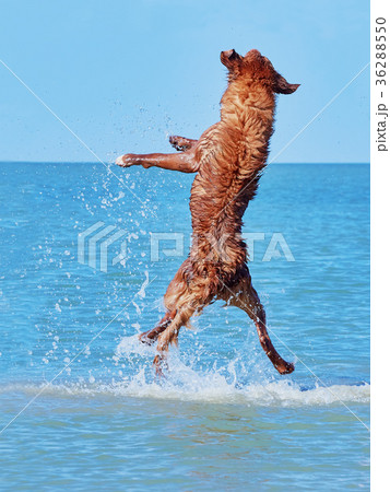 Little Pyrenean Shepherd jumps high from the sea 36288550