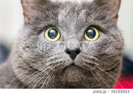Close-up portrait of gray cat 36288883
